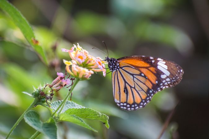 A beautiful Striped Tiger Butterfly on Lantana flowers at a forest area in Mumbai, India