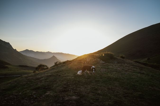 Dirty adult Border Collie dog in meadow during sunny day