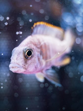 Exotic fish in aquarium
