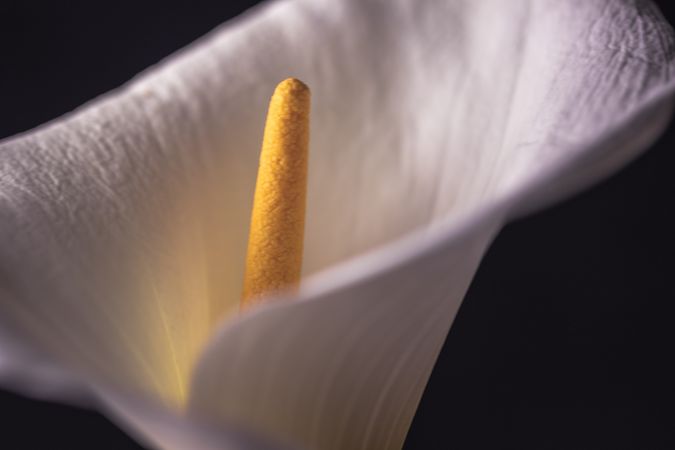 Close up of calla lily in dark room