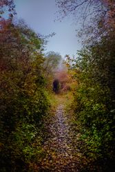 Bushes of autumn leaves create a secret door in the forest