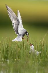 Wild bird with eating in beak on grass