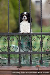 Inquisitive cavalier spaniel behind a fence 41J8lb