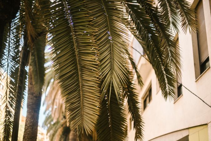 Palms near modern buildings in city