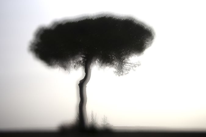Defocused trees in sunset valley