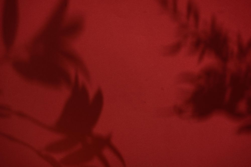 Top view of tropical leaf shadow on red background