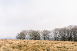 Brown field and trees