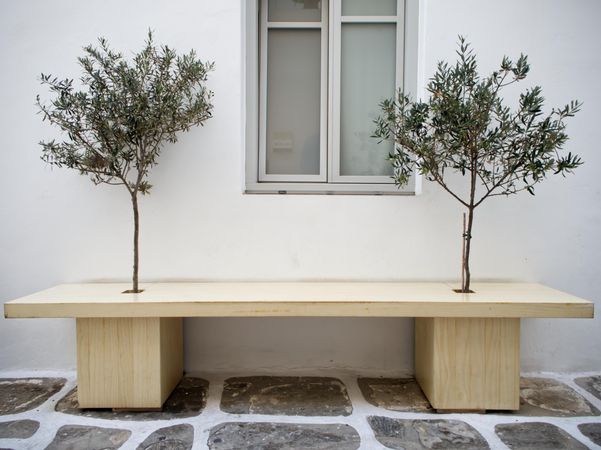 Wooden bench with two small trees