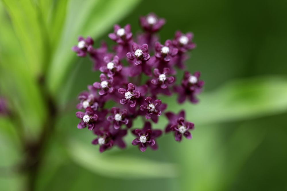 Milkweed in McGregor, Minnesota