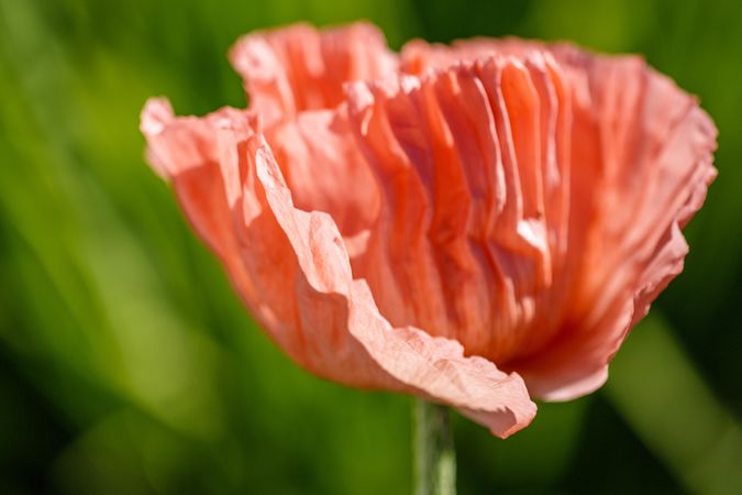 Close up of texture of side of poppy