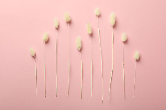 Artful arrangement of dried bunny tail on pink background