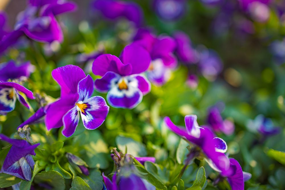 Purple pansies growing in wild