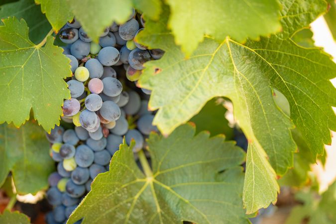 Vineyard with Lush, Ripe Wine Grapes on the Vine Ready for Harvest