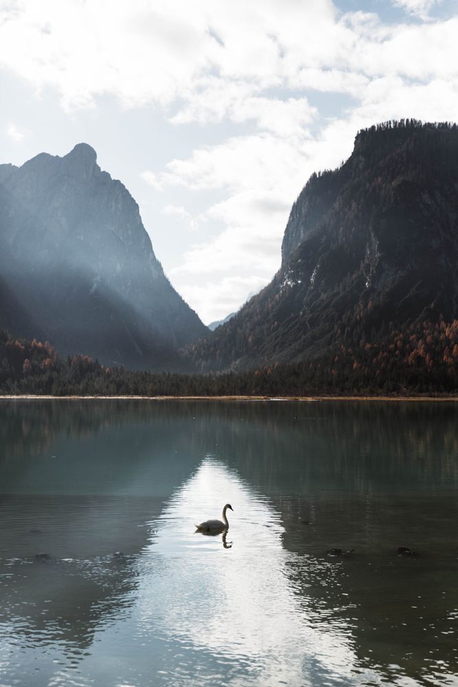 Swans in lake amidst beautiful forest and mountains