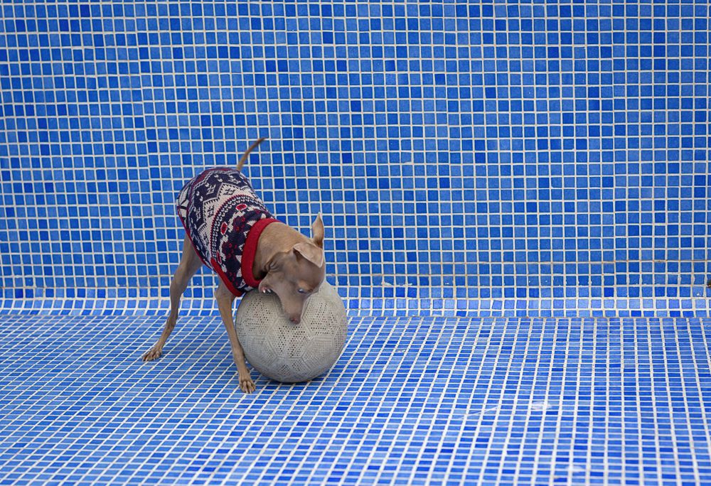 Italian greyhound dog playing in the pool with a ball