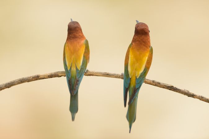 Birds standing on tree branch