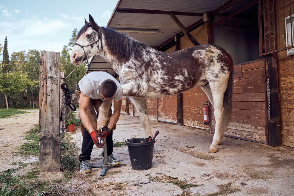 Farrier changing horseshoe in the stable
