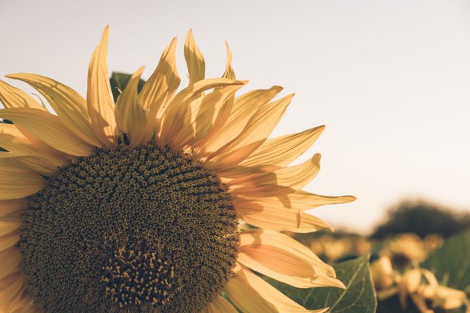 Sunflowers on background of blue sky