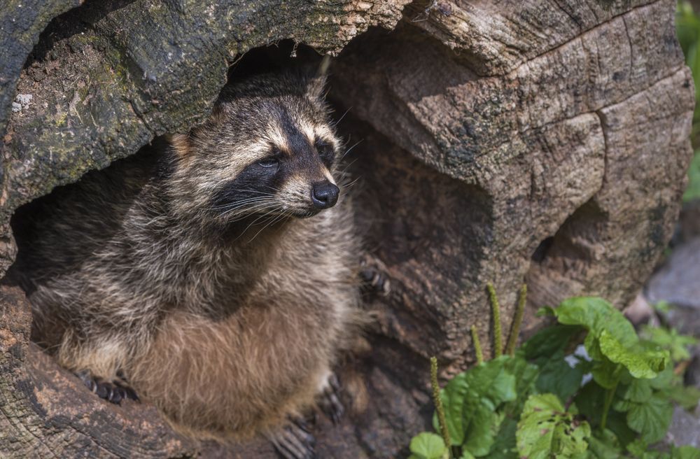 Close up on a raccoon