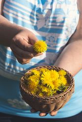 Dandelions basket held in hands