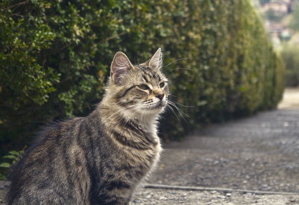 Proud cat