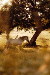 Horse grazing in meadow near tree