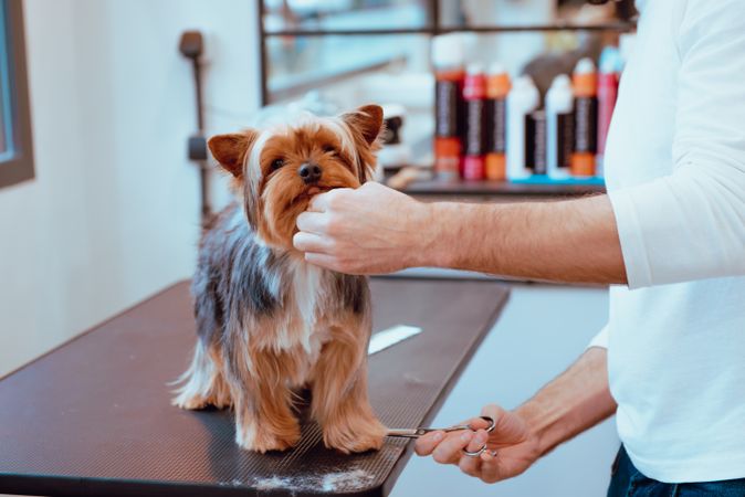 Crop groomer trimming fur of little dog