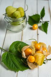 Physalis fruit (Physalis peruviana) also called uchuva, cape gooseberry or gold berries, native of Peru
