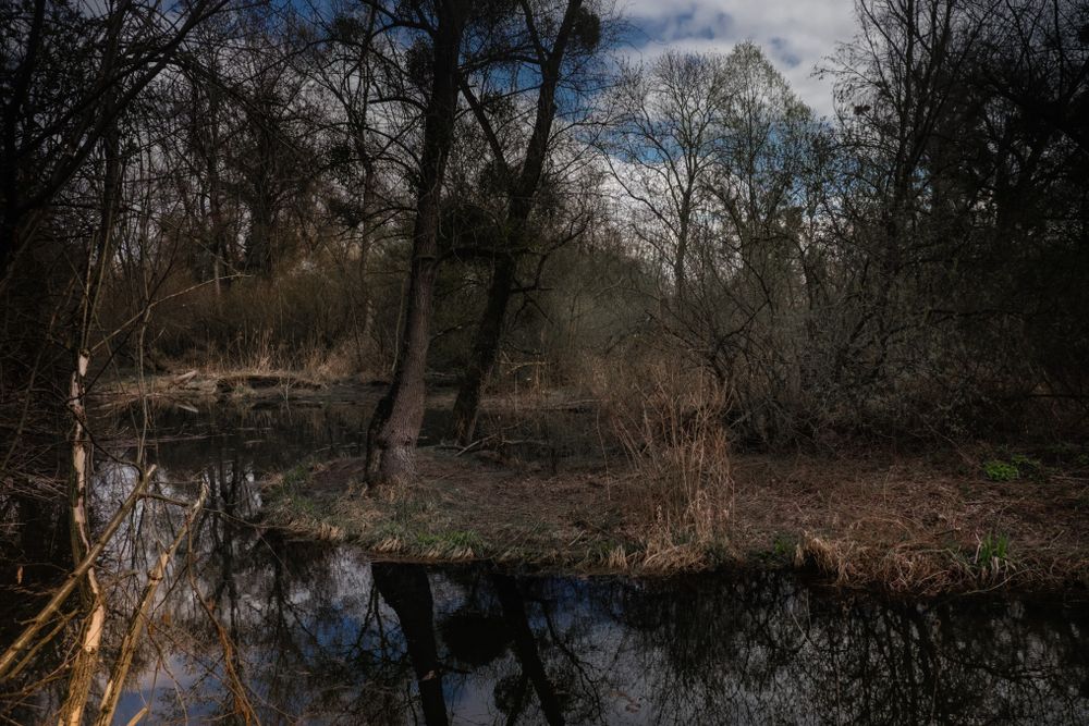 Marshy pond with trees