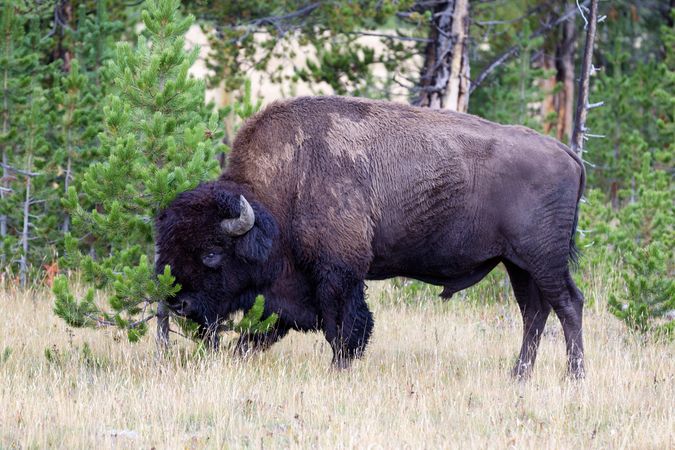 Large North American buffalo rubbing head against tree