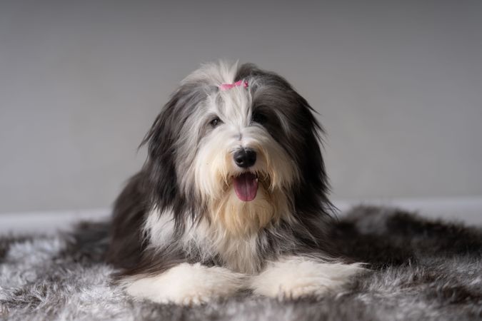 Cute bearded collie with pink bow on rug