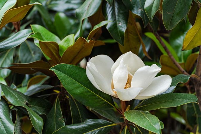 Beautiful magnolia blooming in the park