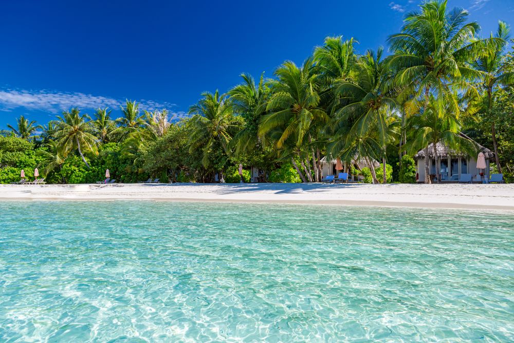 Green palm trees on the beach with cabanas
