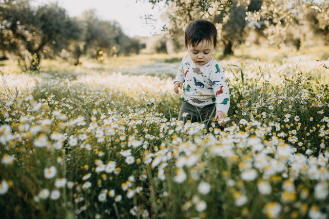 Cute young boy walking through daisies