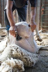 Crop man shearing sheep in barn