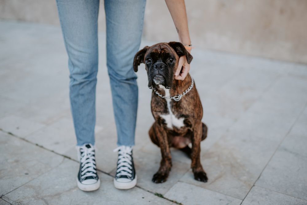 Playful cute dog standing with human support