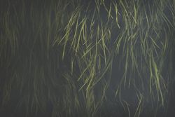 Oblong juicy grass on dark background