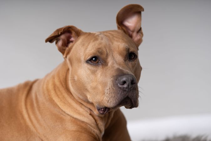 Portrait of pitbull in studio shoot