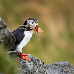 Atlantic puffin on gray rock