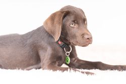 Adorable brown labrador puppy