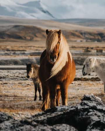Wild horses on steppe