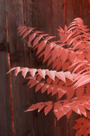 Infrared leaves near lumber fence