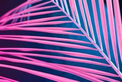 Tropical leaf in bold pink and blue gradient holographic neon colors on dark background