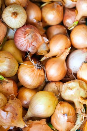 Yellow onions crop
