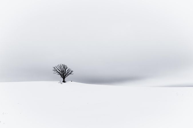 A cold winter day with a single tree against the sky