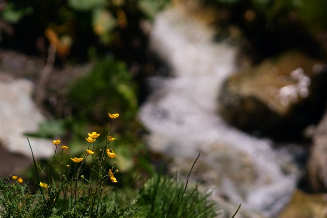 Yellow wildflowers near stream in green meadow.