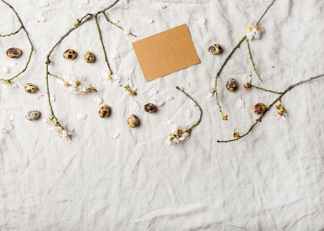 Quail eggs and blooming branches of almond tree scattered on light sheet with copy space