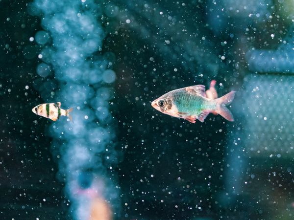 Exotic fish in aquarium