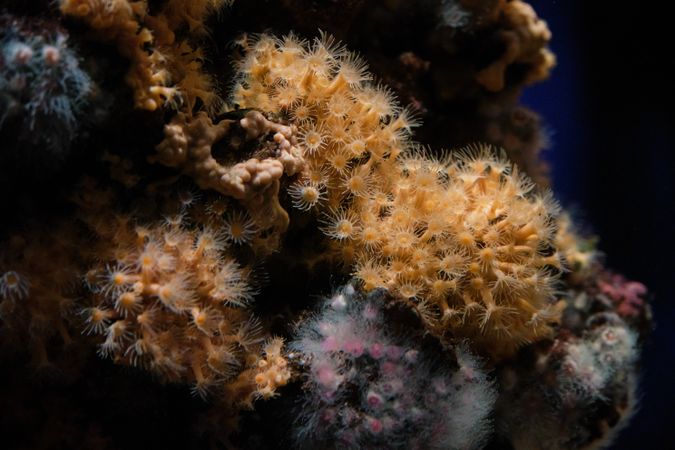 Assorted coral reefs in pure aquarium water