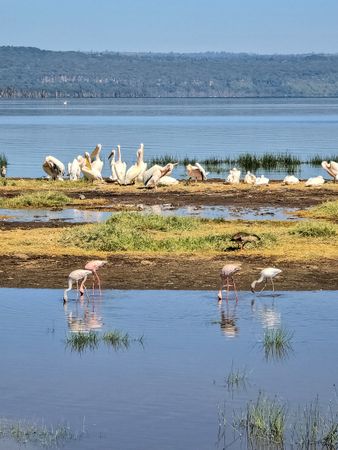 Pelicans resting and flamingos feeding in Lake Nakuru National Park, Kenya